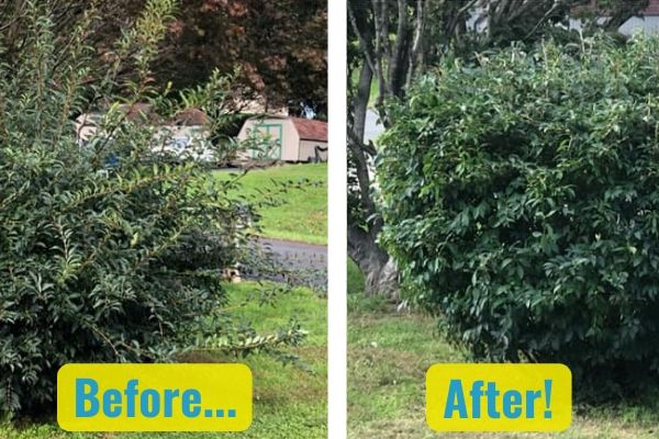 Plant Pruning Before After