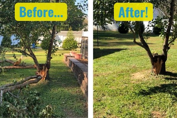 Tree Pruning Near Me