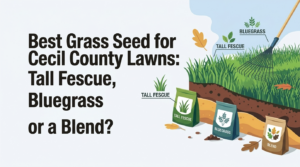 Best Grass Seed for Cecil County Lawns: Tall Fescue, Bluegrass or a Blend?