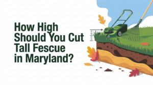 How High Should You Cut Tall Fescue in Maryland?