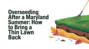 Overseeding After a Maryland Summer: How to Bring a Thin Lawn Back